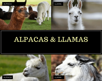 Confusion Between Alpacas and  Llamas