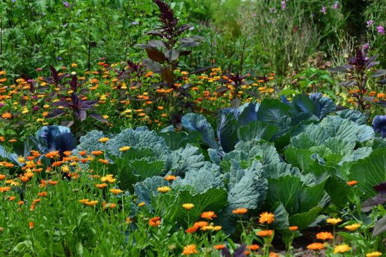 How To Prepare Your Garden For Planting