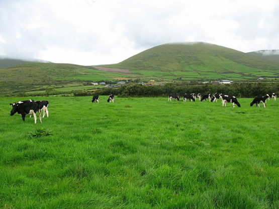 Pasture and Grazing Management