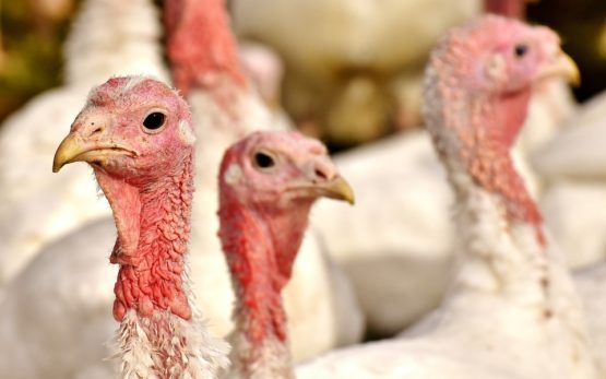 Raising Turkeys For Meat and Profit